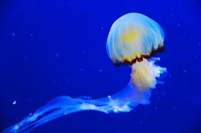 jellyfish-1231820_640