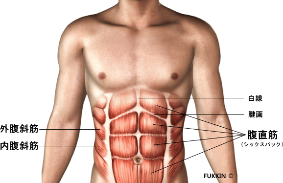 腹筋構造