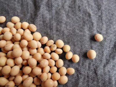 soybeans-182295_640 (1)
